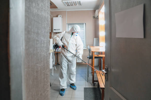 Professional Mold Removal in Elba, AL